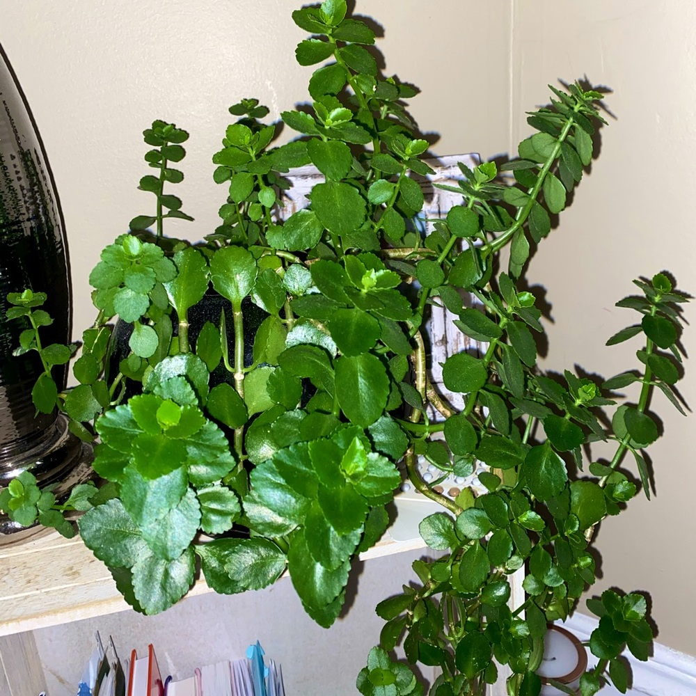Trailing Kalanchoe cutting